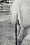 lucillachan_horse3