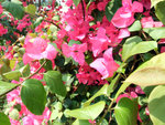 2007_03250018