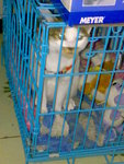 20070424603