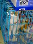 20070424604