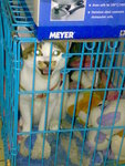 20070424605