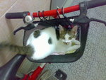 20070523668
