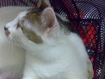 20070523671