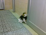20070109423