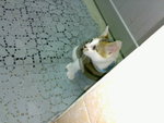 20070109425