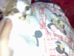 20070102361
