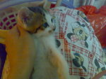 20070102362