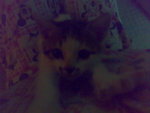 20070102365