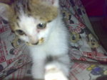 20070102369