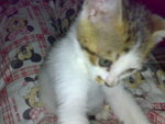 20070102370