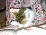 20070102372