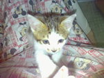 20070102375