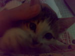 20070102376