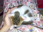20070102384