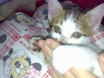 20070102385