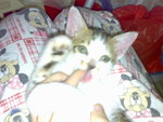 20070102386