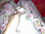 20070102387