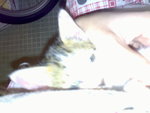 20070102394