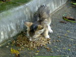 20070614813