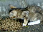 20070614815