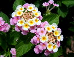 DSCF1564