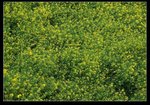 油菜花