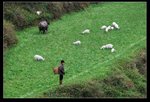 再遇牛婆婆