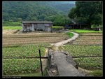 上禾坑