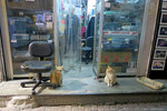 桂林街 Cat Cat