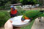 彩虹鳥餵食