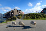登山口很多大綿羊