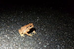 沿路有很多小青蛙在路面跳來跳去，黑媽媽睇唔到好怕踩中
