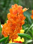 Orchid Farm
20060901_083