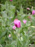 Candu
20060901_174