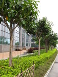 科學園