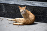 DSC_1786