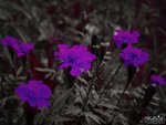 IMG_4035a