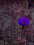 IMG_4036a