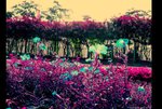 IMG_2543a
