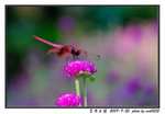 MOK_3973_????