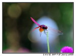 MOK_3975_????
