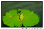 MOK_3993_????
