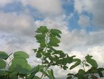 藍天-1