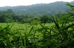 PA150717