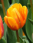 IMG_1743