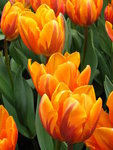 IMG_1744