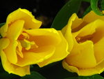 IMG_1833
