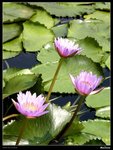 PICT0039