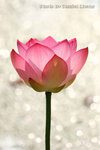 Perfect Lotus