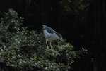 STC_8870